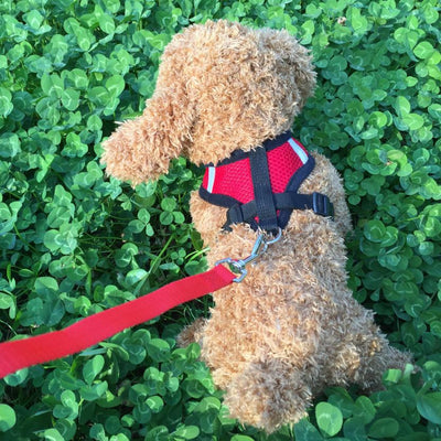 Running Dog Leash Puppy Dog