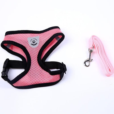 Running Dog Leash Puppy Dog